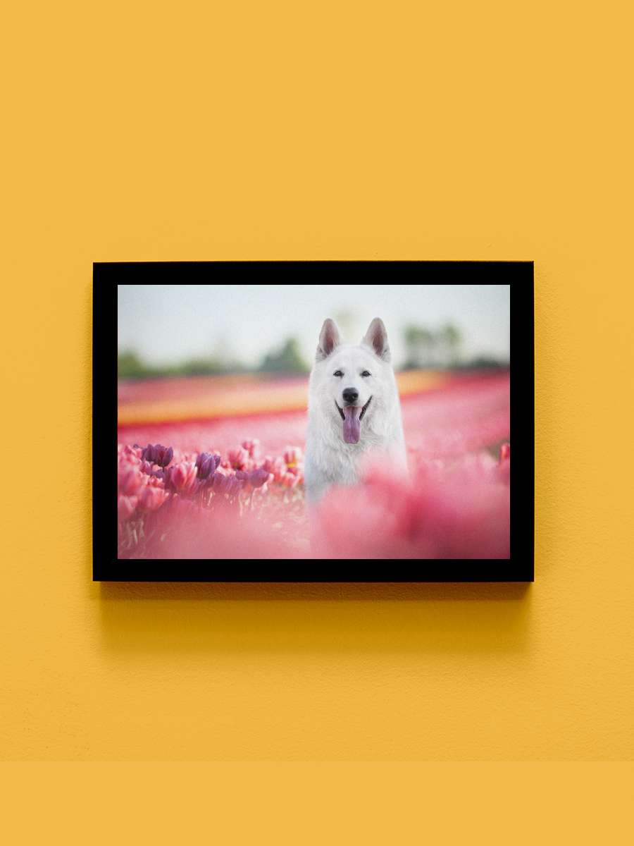 Swiss Shepherd spring cute Anime Tablo Siyah Çerçeveli Yüksek Kalite Anime Duvar Poster Tablo - En İyi Fiyatlarla